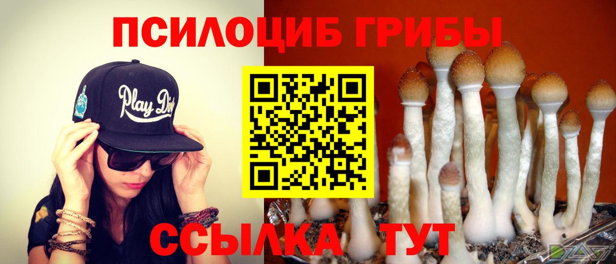 Волхов  Галлюциногенные грибы Cubensis  Вход с VPN 